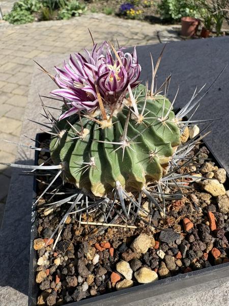 Stenocactus multicostatus
